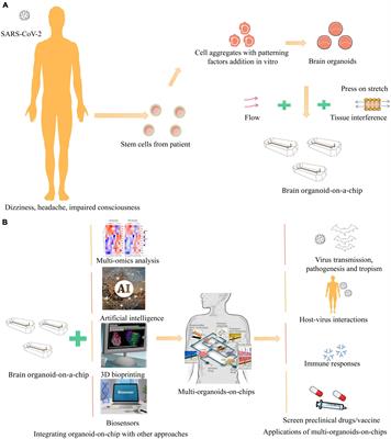 Brain organoids for addressing COVID-19 challenge